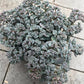Bilde av SEDUM CAUTICOLA-Spanne Plantesalg