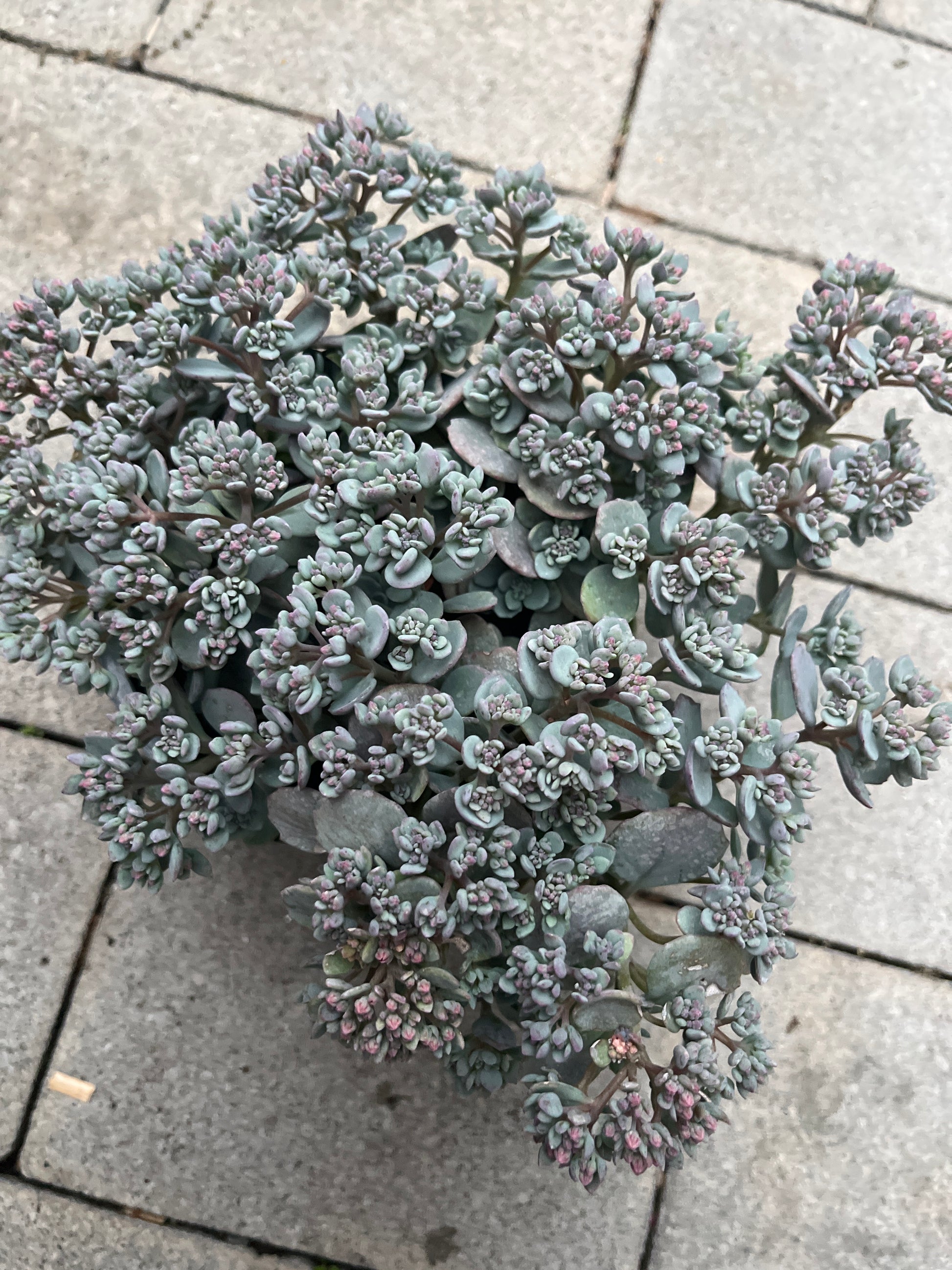 Bilde av SEDUM CAUTICOLA-Spanne Plantesalg