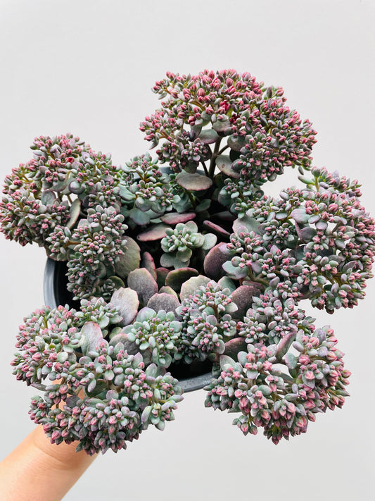 Bilde av Sedum cauticolum 12 cm potte-Spanne Plantesalg