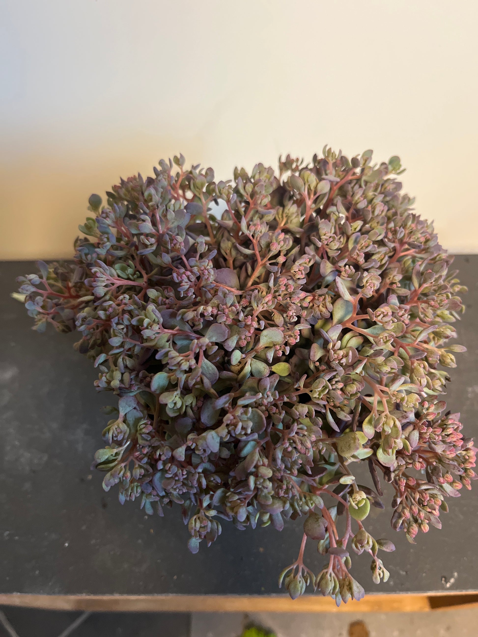 Bilde av Sedum cauticolum-Spanne Plantesalg