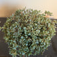 Bilde av Sedum cauticolum Lidakense-Spanne Plantesalg