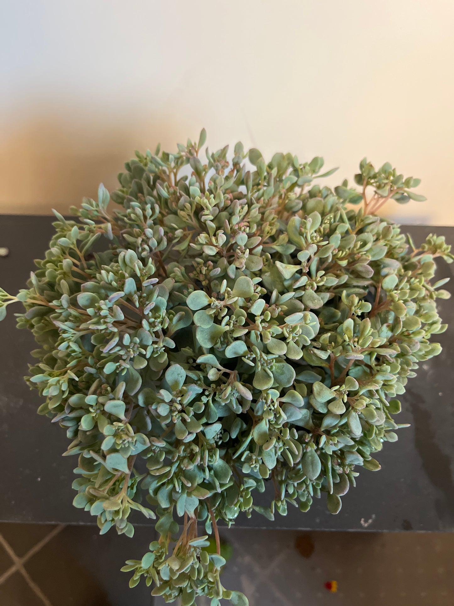 Bilde av Sedum cauticolum Lidakense-Spanne Plantesalg