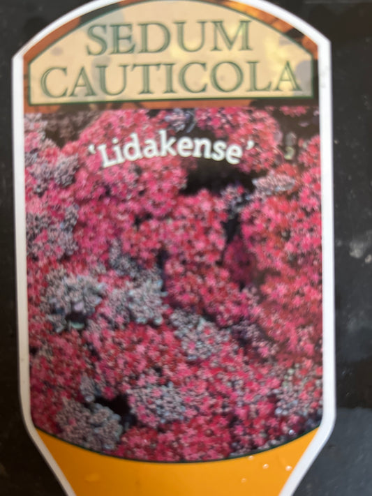 Bilde av Sedum cauticolum Lidakense-Spanne Plantesalg