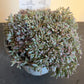 Bilde av Sedum cauticolum Painted Pebble-Spanne Plantesalg