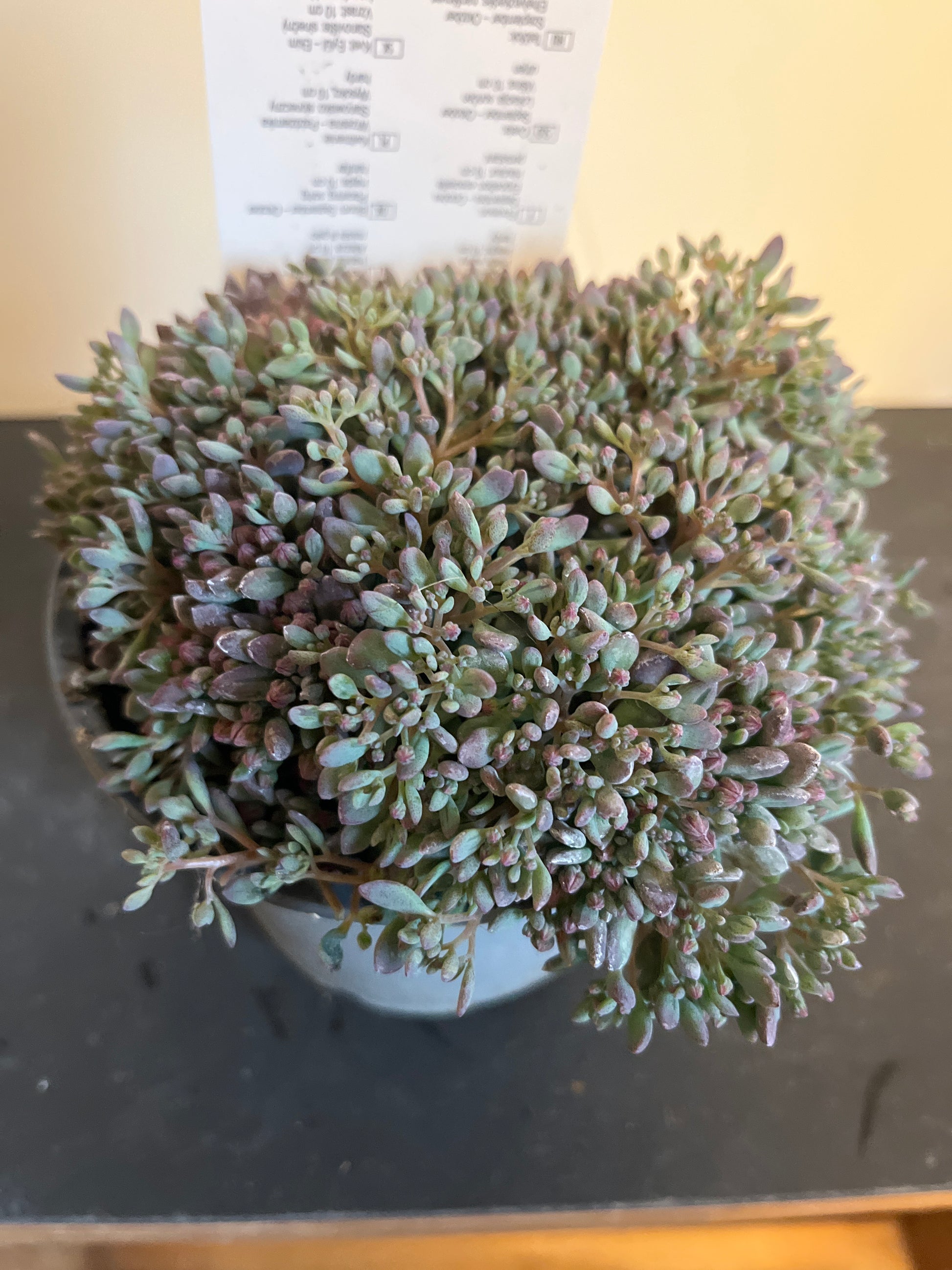 Bilde av Sedum cauticolum Painted Pebble-Spanne Plantesalg