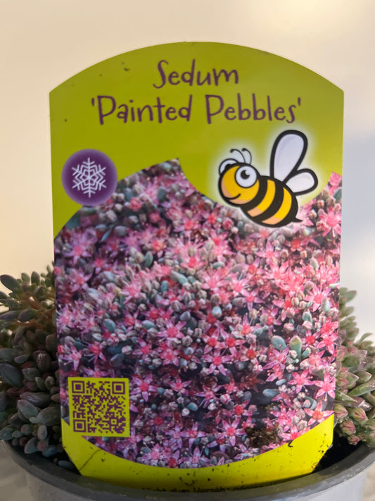 Bilde av Sedum cauticolum Painted Pebble-Spanne Plantesalg