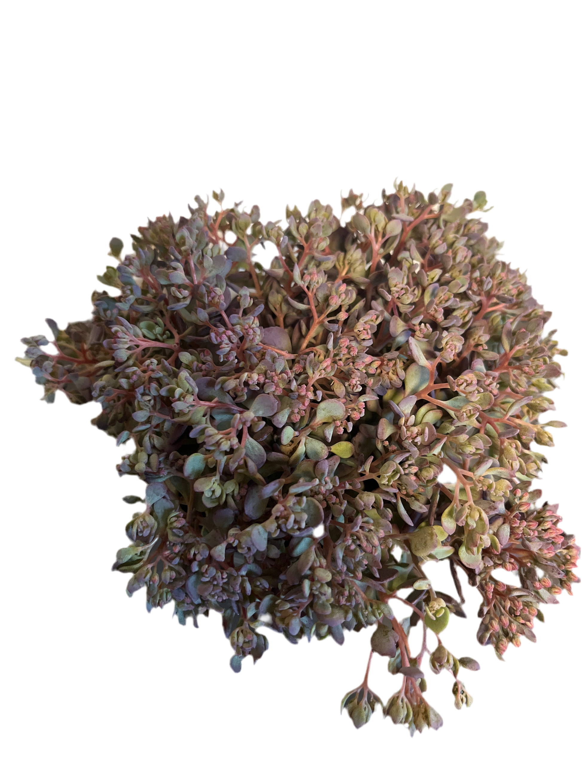 Bilde av Sedum cauticolum-Spanne Plantesalg