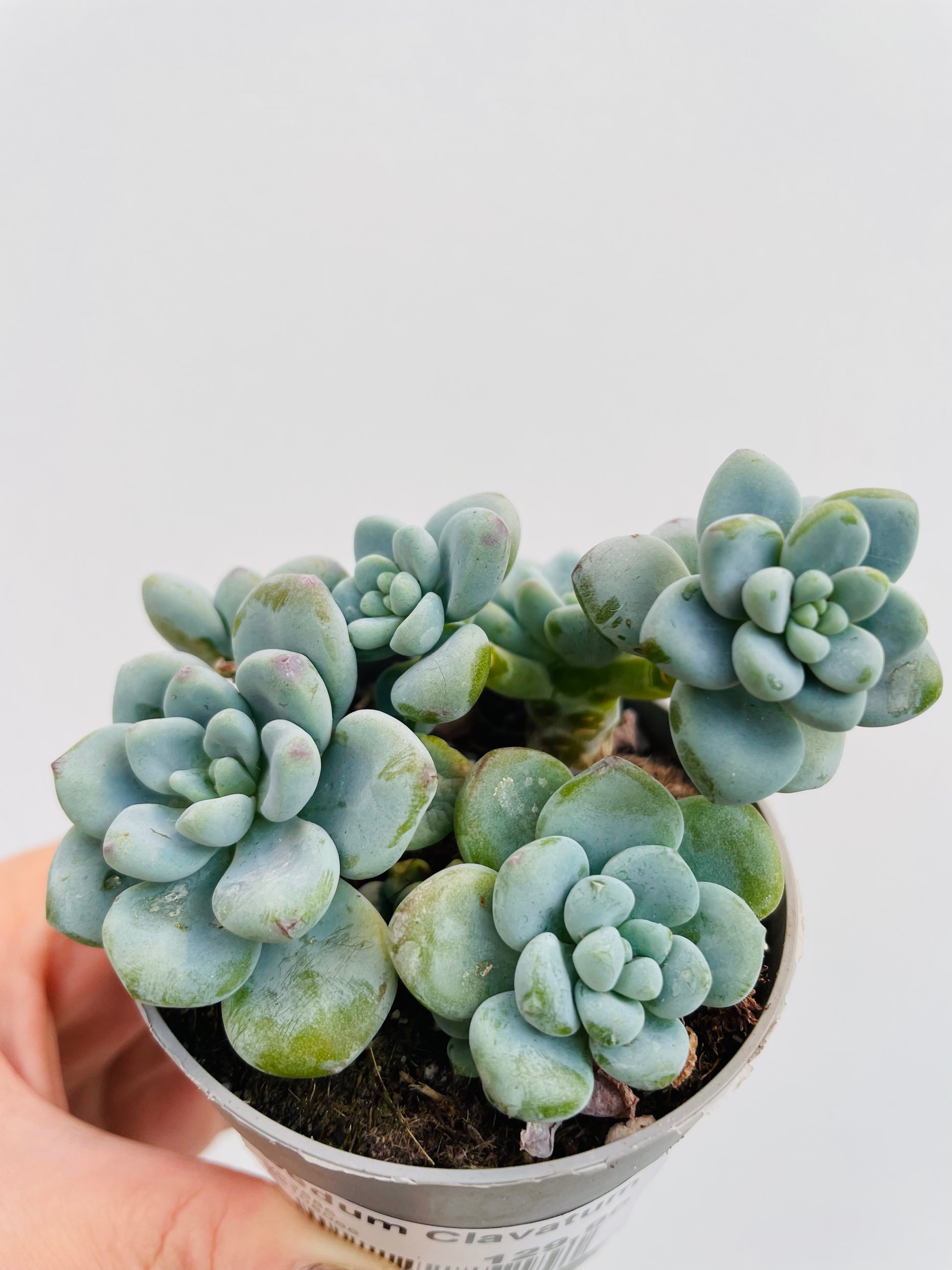 Bilde av Sedum clavatum-Spanne Plantesalg