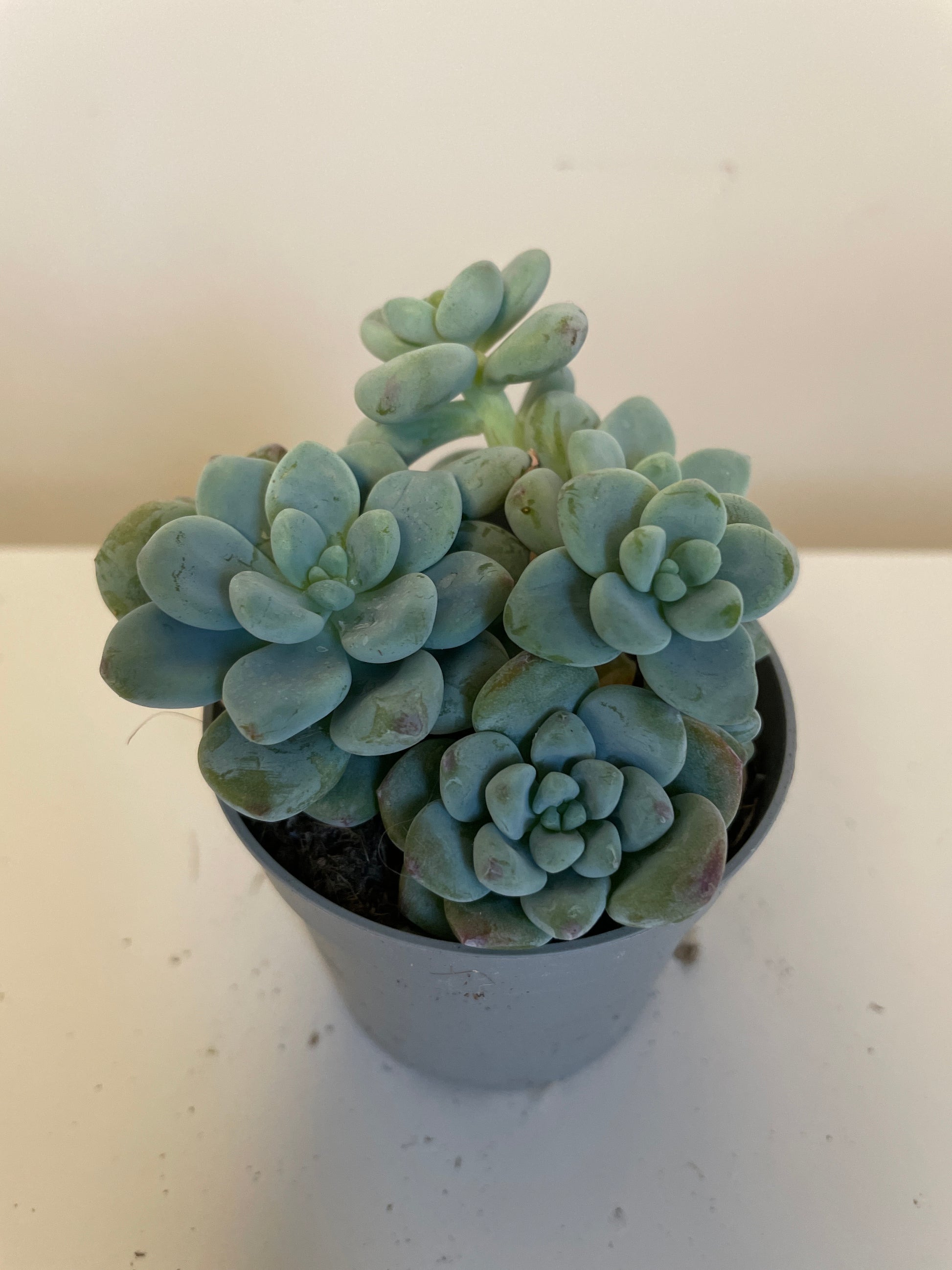 Bilde av Sedum Clavatum-Spanne Plantesalg