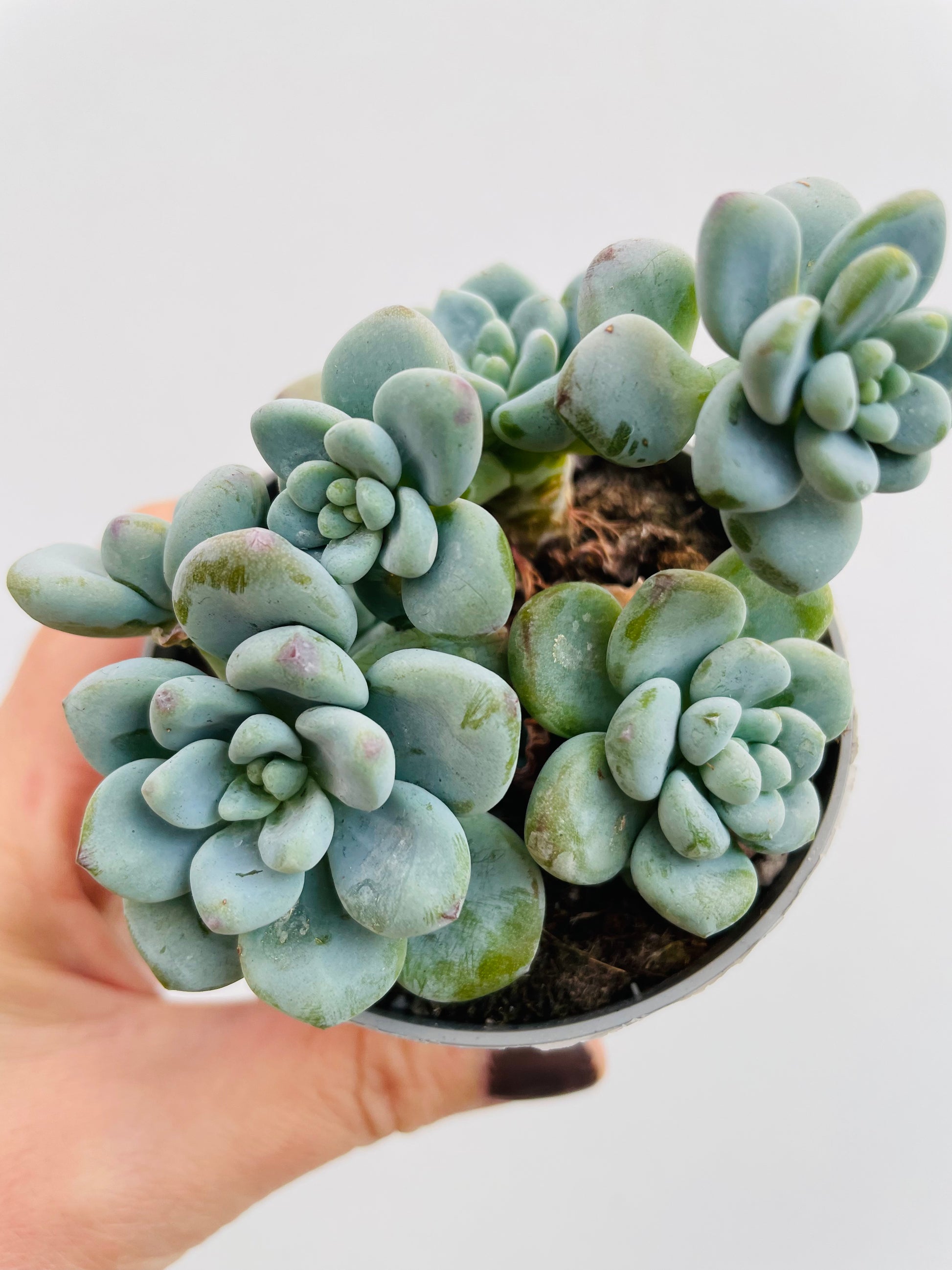 Bilde av Sedum clavatum-Spanne Plantesalg