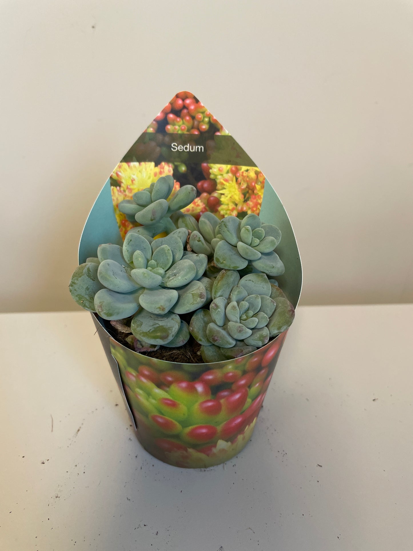 Bilde av Sedum Clavatum-Spanne Plantesalg
