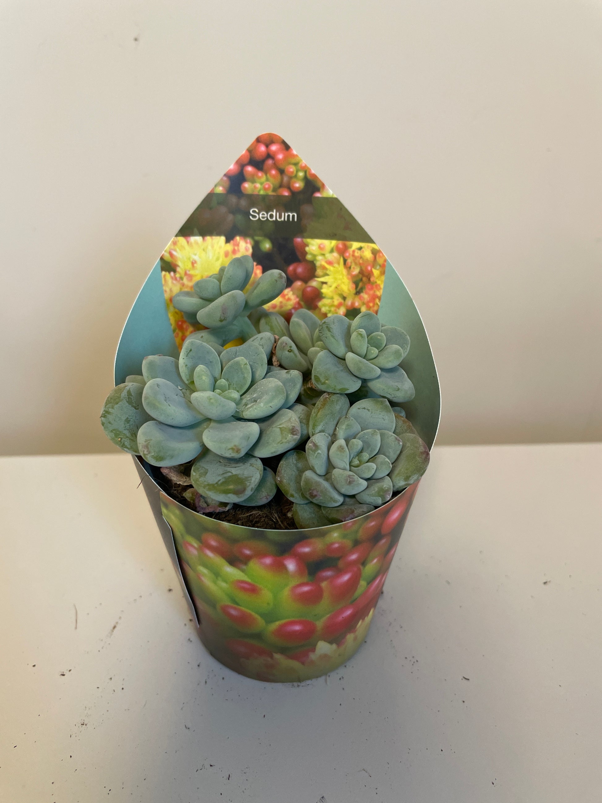 Bilde av Sedum Clavatum-Spanne Plantesalg