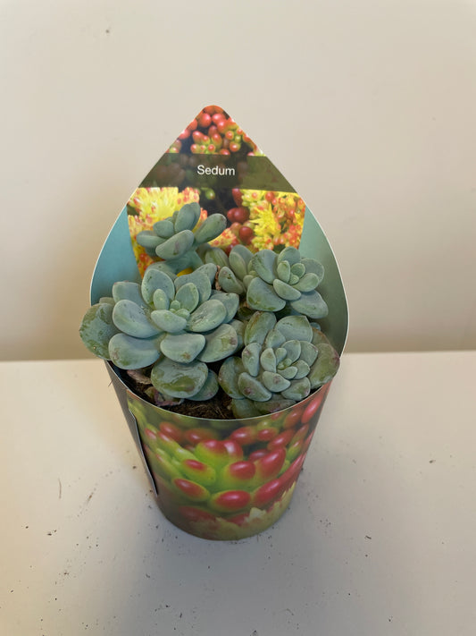 Bilde av Sedum Clavatum-Spanne Plantesalg