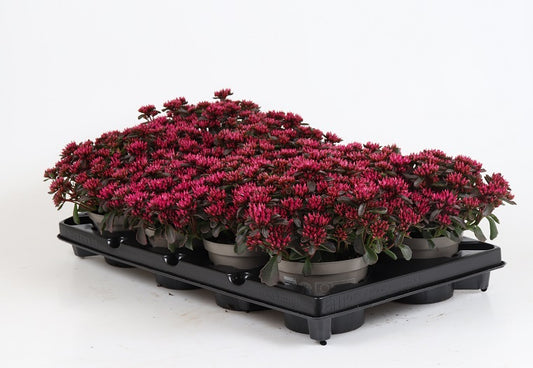 Bilde av SEDUM 'DEEP ROSE'-Spanne Plantesalg