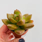 Bilde av Sedum nussbaumerianum-Spanne Plantesalg