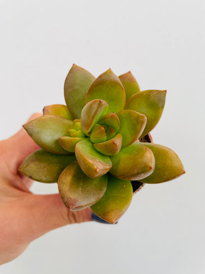 Bilde av Sedum nussbaumerianum-Spanne Plantesalg