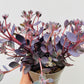 Bilde av Sedum 'Red Canyon'-Spanne Plantesalg