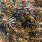 Bilde av Sedum reflexum Chocolate Ball-Spanne Plantesalg