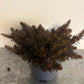 Bilde av Sedum reflexum Chocolate Ball-Spanne Plantesalg