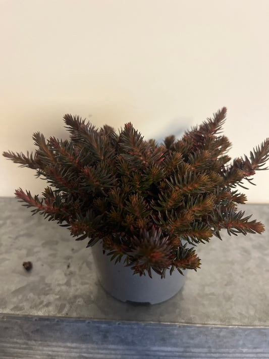 Bilde av Sedum reflexum Chocolate Ball-Spanne Plantesalg