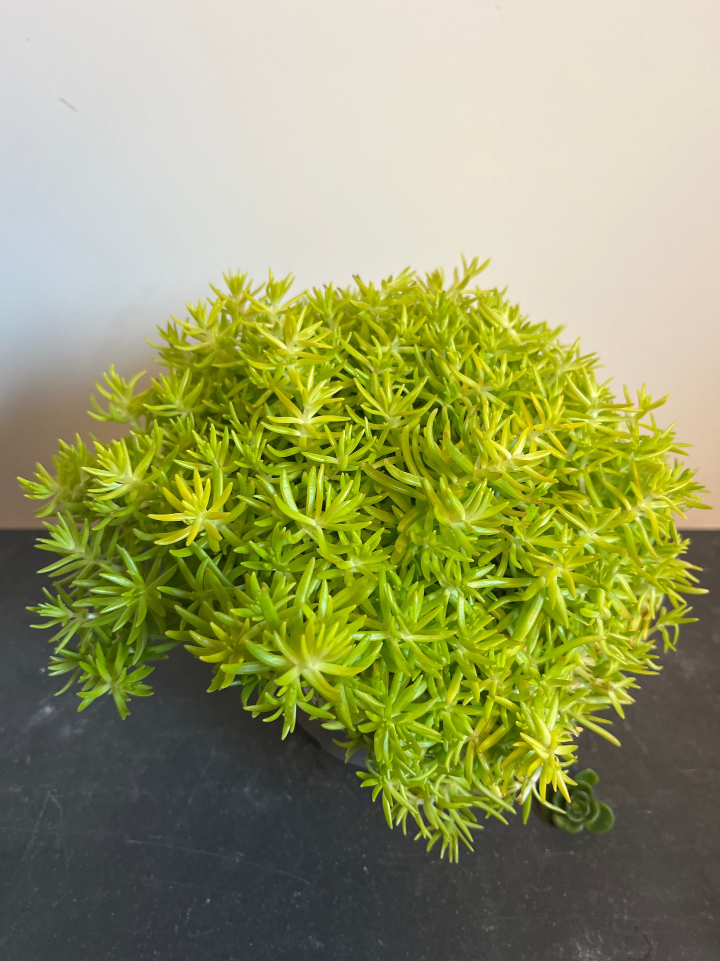 Bilde av Sedum reflexum Lemon Ball-Spanne Plantesalg