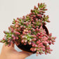 Bilde av Sedum rubrotinctum ‘Aurora’-Spanne Plantesalg