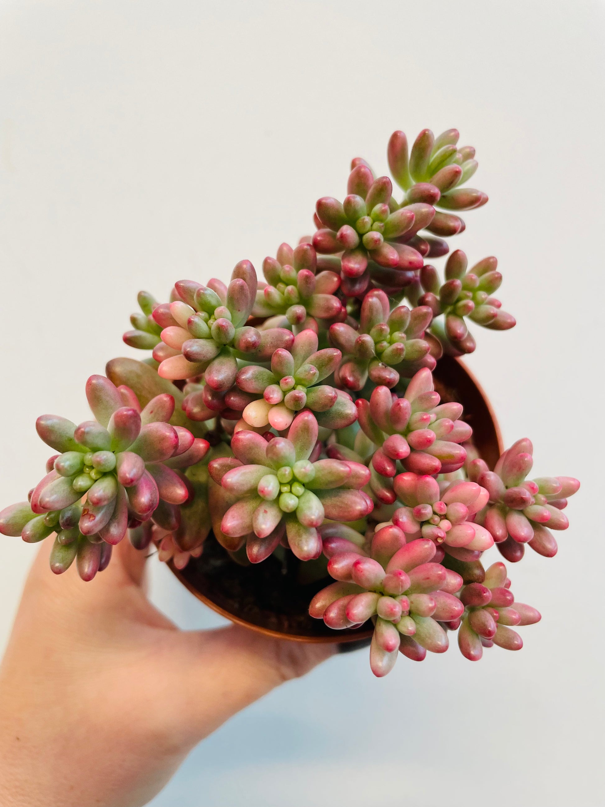 Bilde av Sedum rubrotinctum ‘Aurora’-Spanne Plantesalg