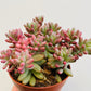 Bilde av Sedum rubrotinctum ‘Aurora’-Spanne Plantesalg