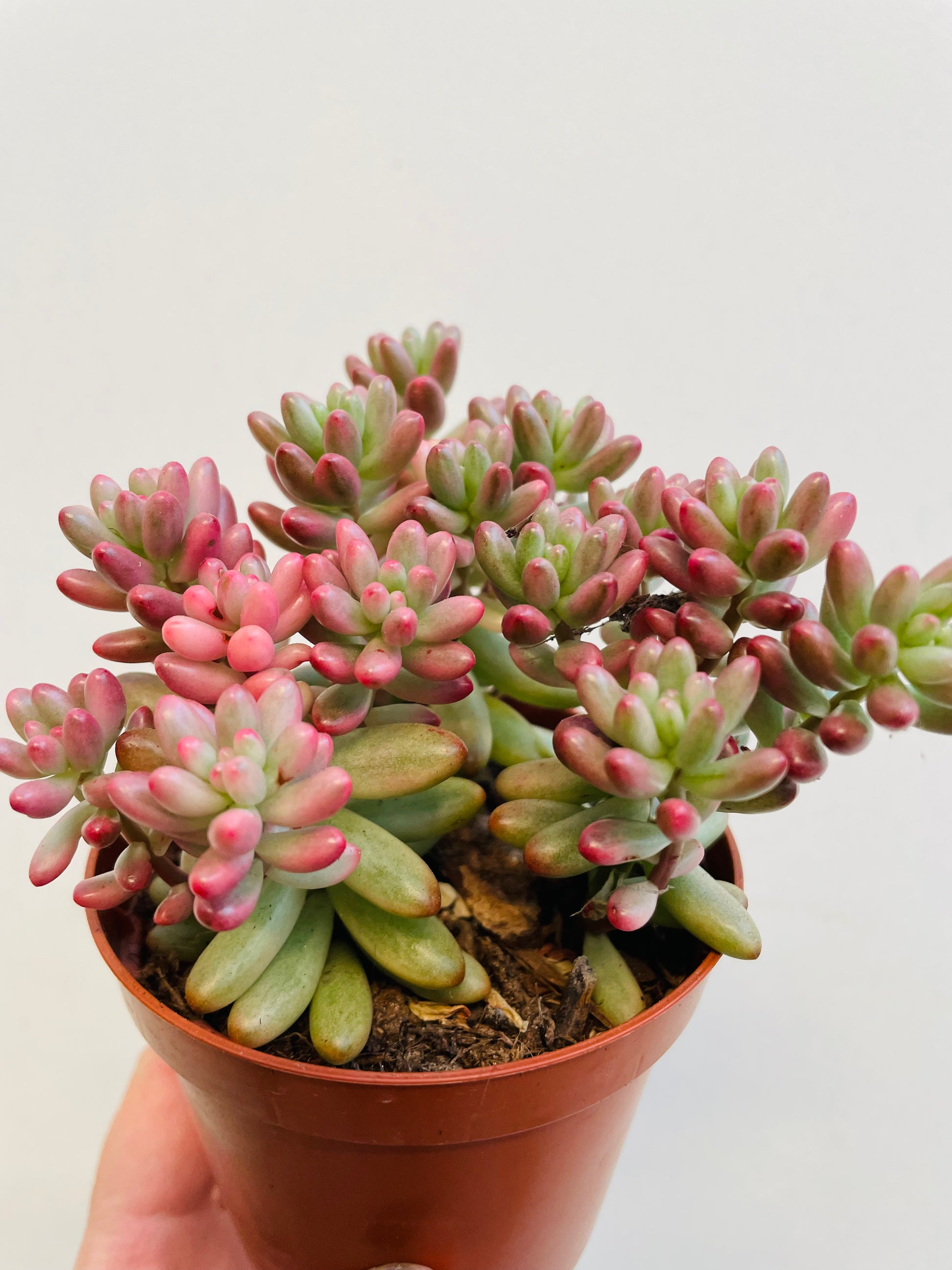 Bilde av Sedum rubrotinctum ‘Aurora’-Spanne Plantesalg