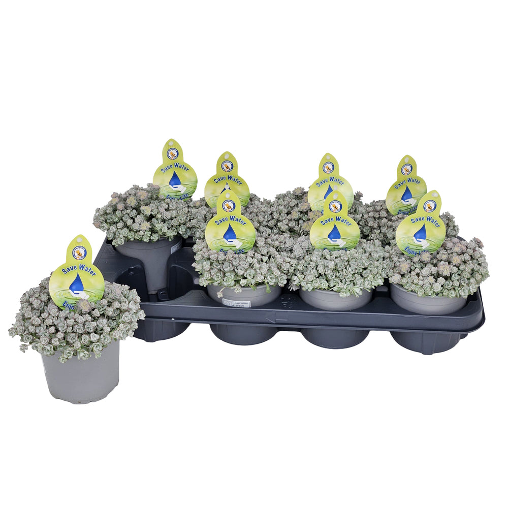 Bilde av Sedum spat. Cape Blanco-Spanne Plantesalg