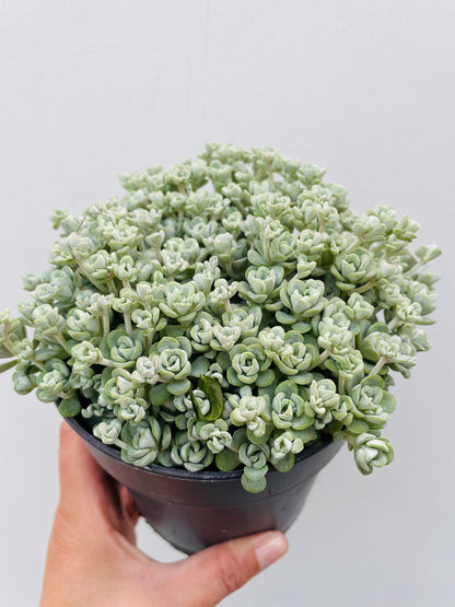 Bilde av Sedum spathulifolium 'Cape Blanco'-Spanne Plantesalg