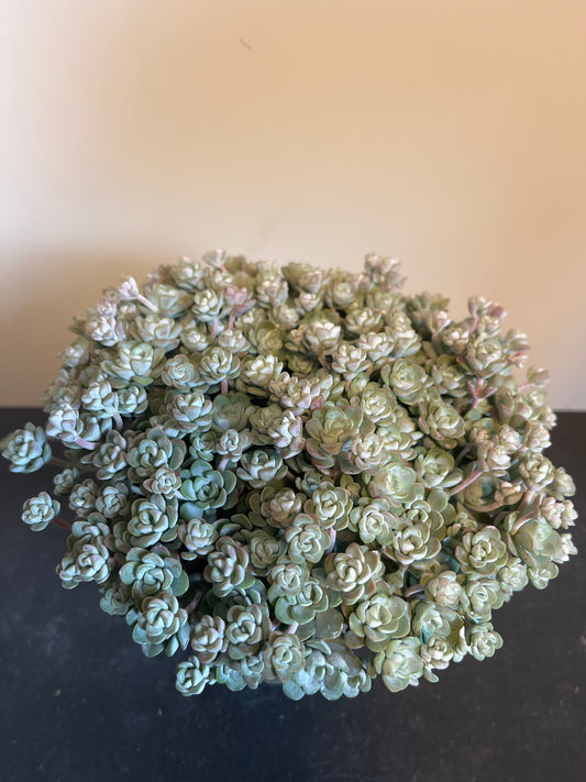 Bilde av Sedum spathulifolium Cape Blanco-Spanne Plantesalg