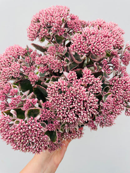 Bilde av Sedum telephium-Spanne Plantesalg