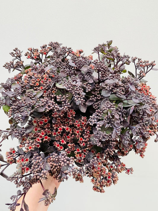 Bilde av Sedum telephium ‘Cherry Chocolate’ 20 cm potte-Spanne Plantesalg