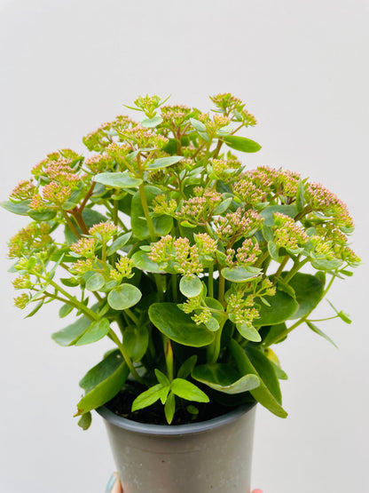 Bilde av Sedum telephium Herbstfreude-Spanne Plantesalg