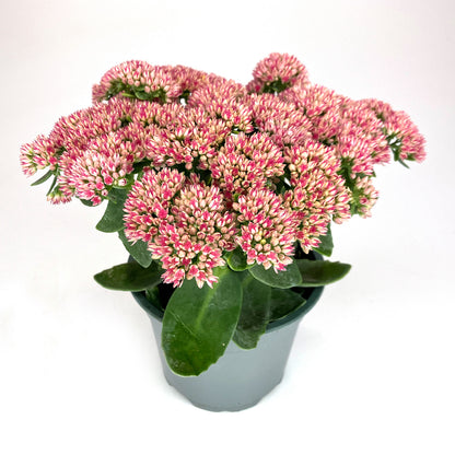 Bilde av Sedum telephium Herbstfreude-Spanne Plantesalg
