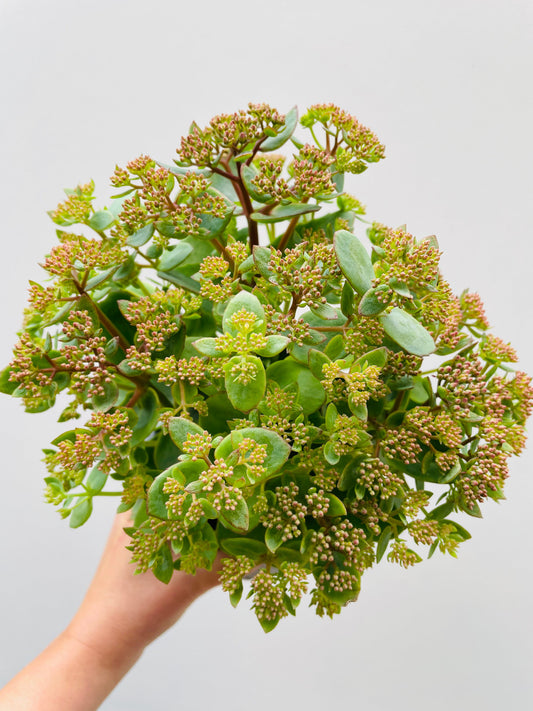 Bilde av Sedum telephium Herbstfreude-Spanne Plantesalg