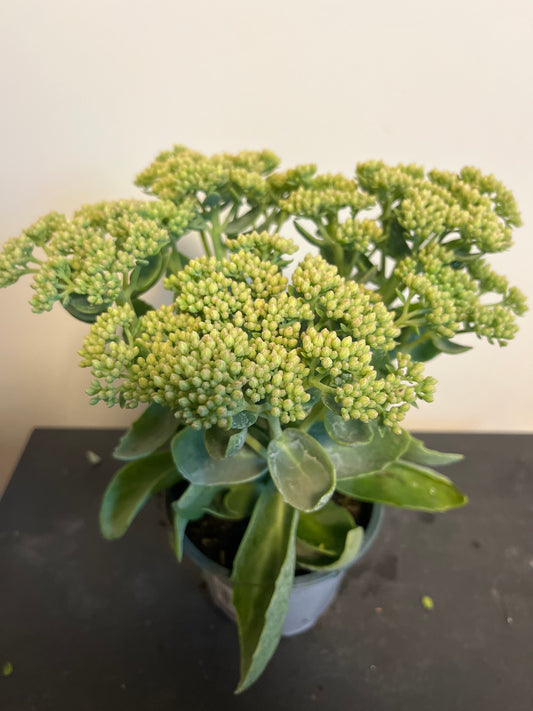 Bilde av Sedum telephium Herbstfreude-Spanne Plantesalg