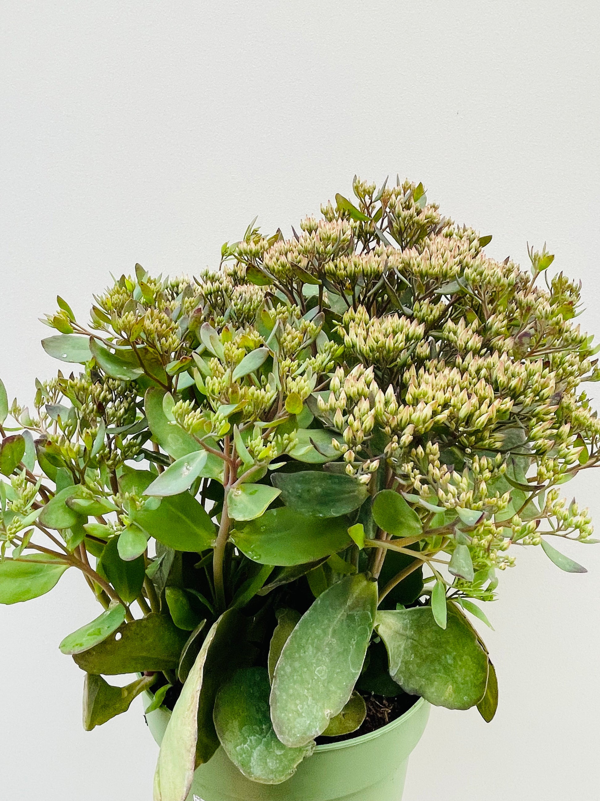 Bilde av Sedum telephium ‘Mr Goodbud’ 20 cm potte-Spanne Plantesalg