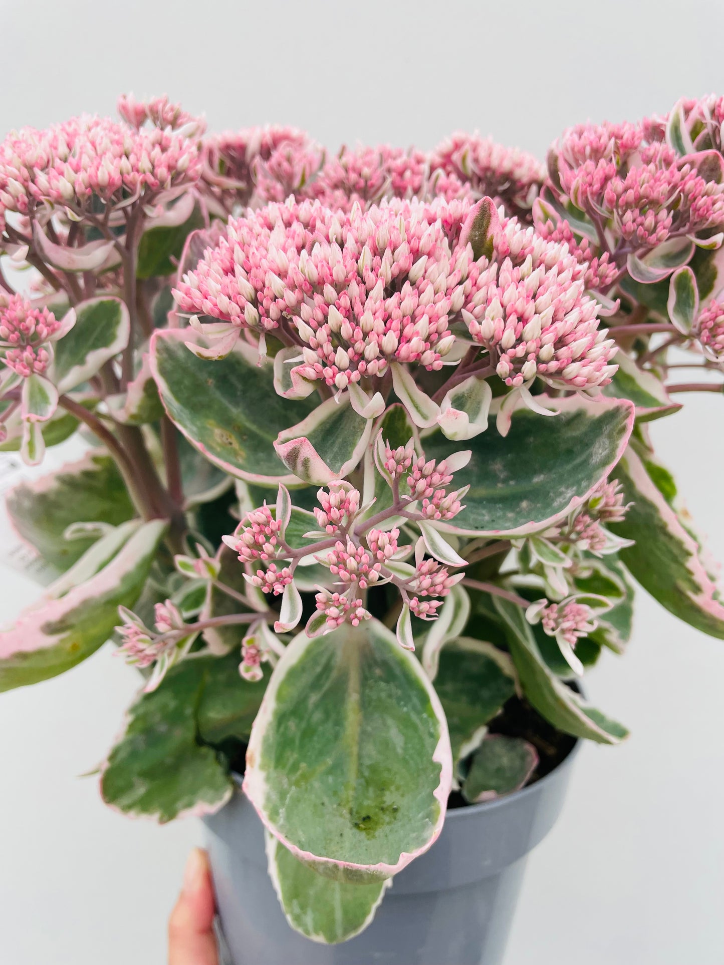 Bilde av Sedum telephium-Spanne Plantesalg