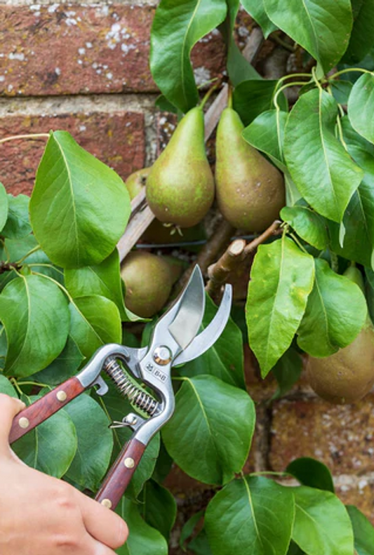 Bilde av Sekatør-Spanne Plantesalg