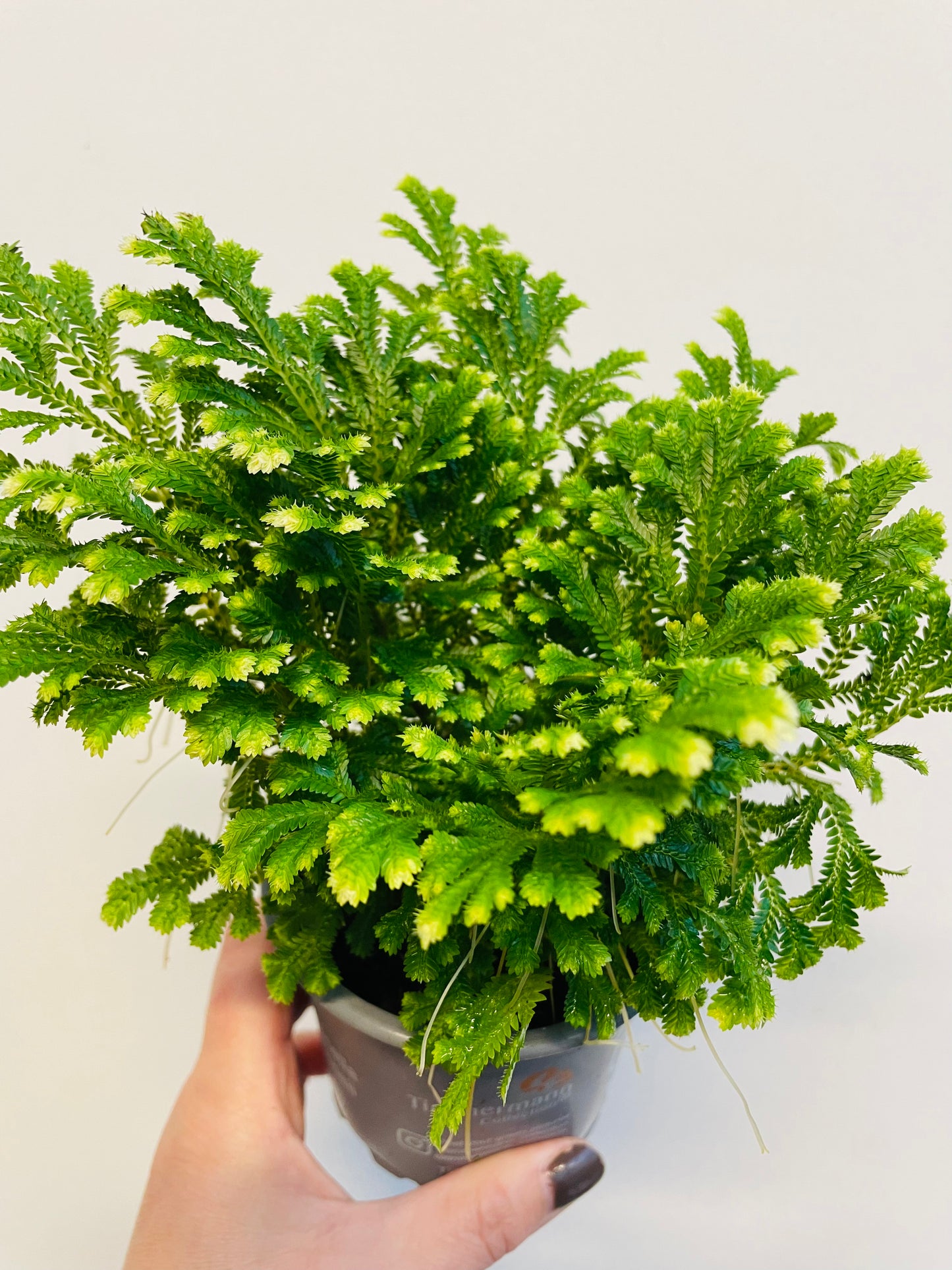 Bilde av Selaginella martensii-Spanne Plantesalg