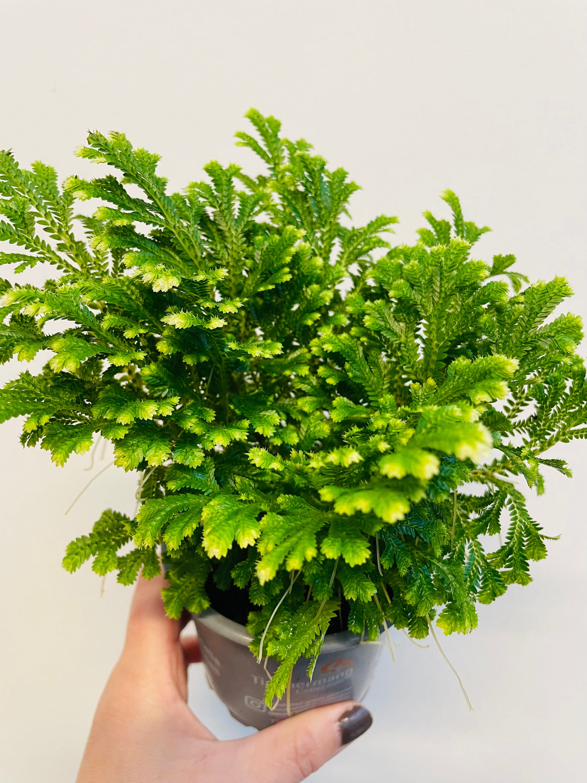 Bilde av Selaginella martensii-Spanne Plantesalg