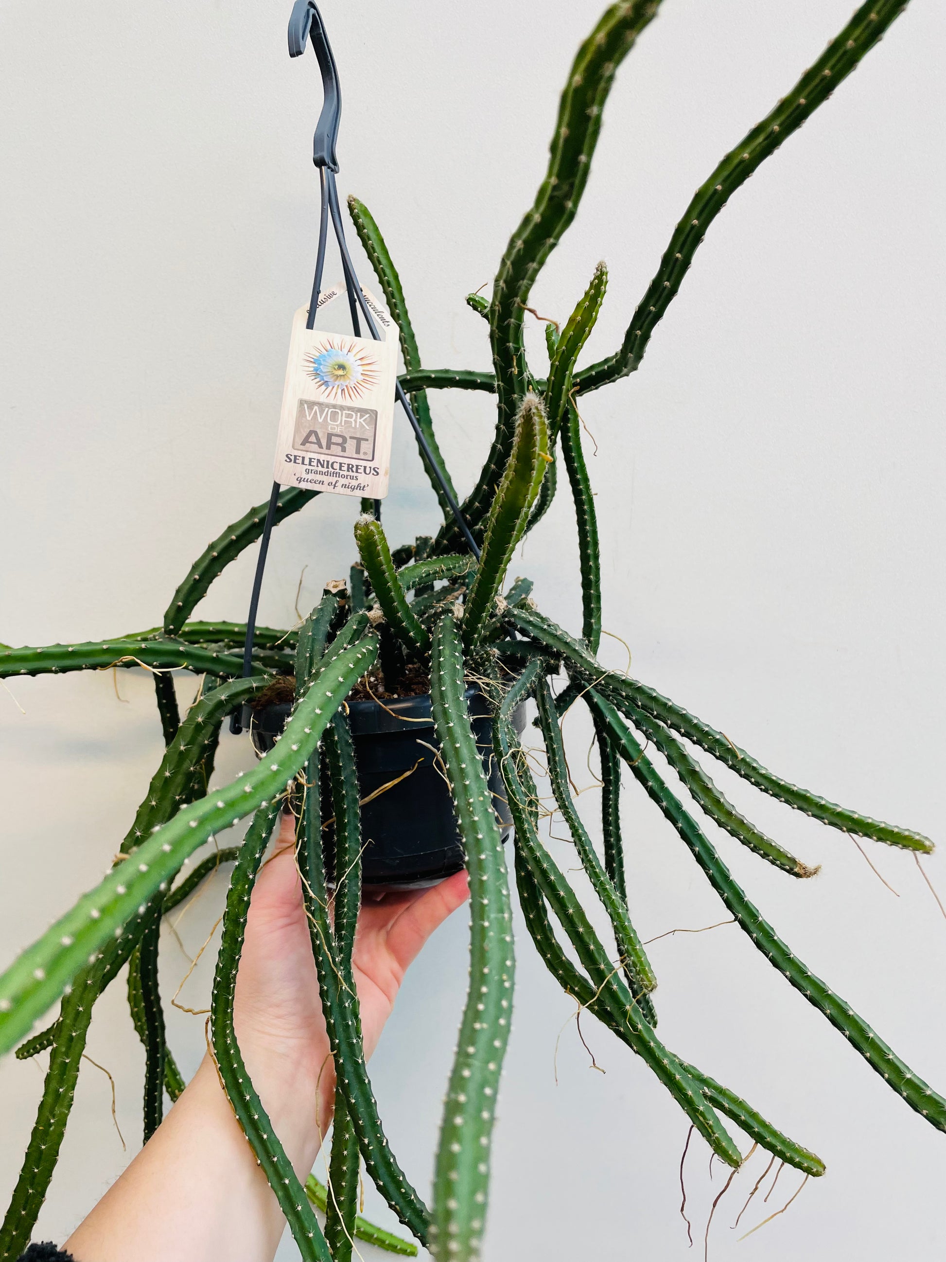 Bilde av Selenicereus grandiflorus ‘Queen Of The Night’-Spanne Plantesalg