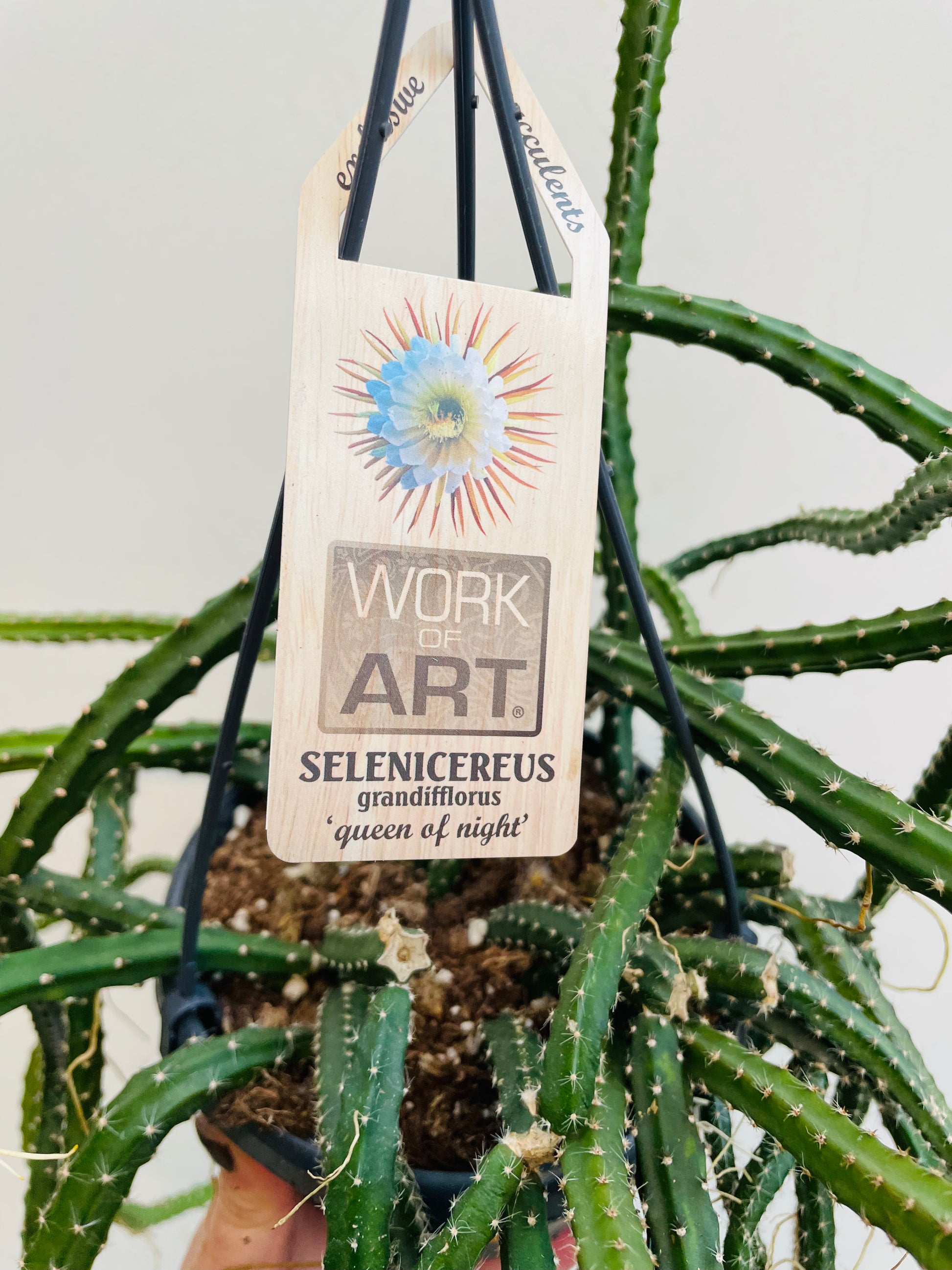 Bilde av Selenicereus grandiflorus ‘Queen Of The Night’-Spanne Plantesalg