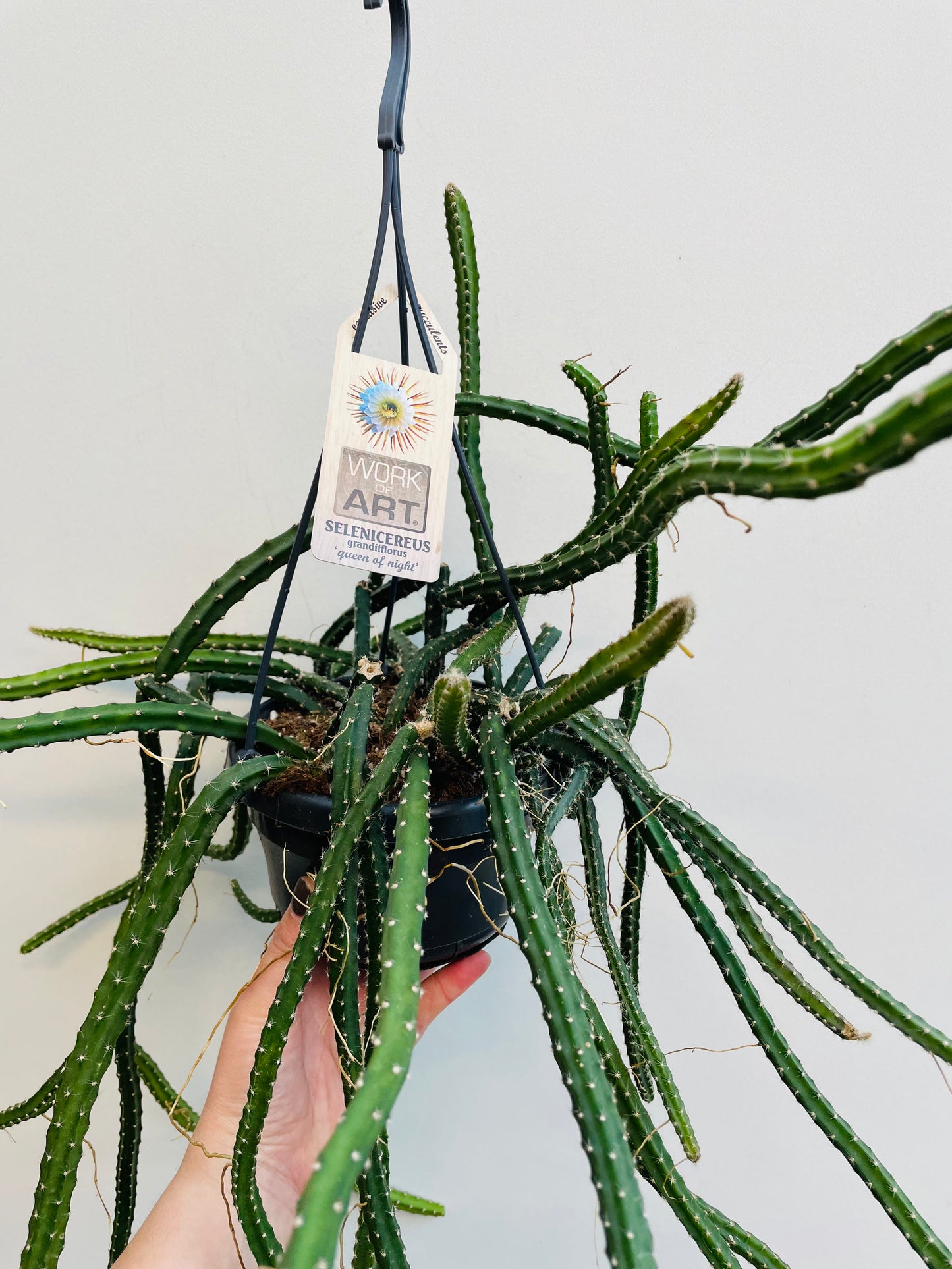 Bilde av Selenicereus grandiflorus ‘Queen Of The Night’-Spanne Plantesalg