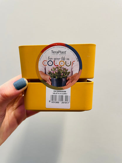 Bilde av Selvvanningspotte Curry 9,5 cm-Spanne Plantesalg