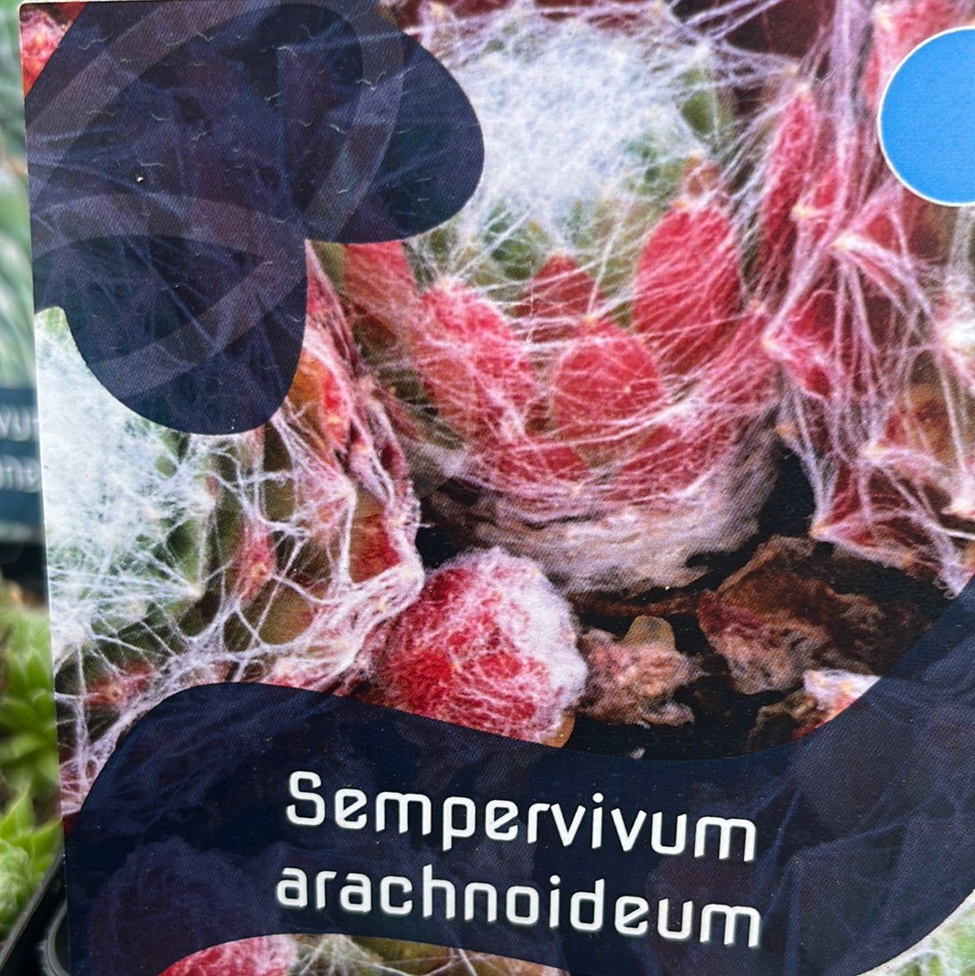 Bilde av Sempervivum arachnoideum-Spanne Plantesalg