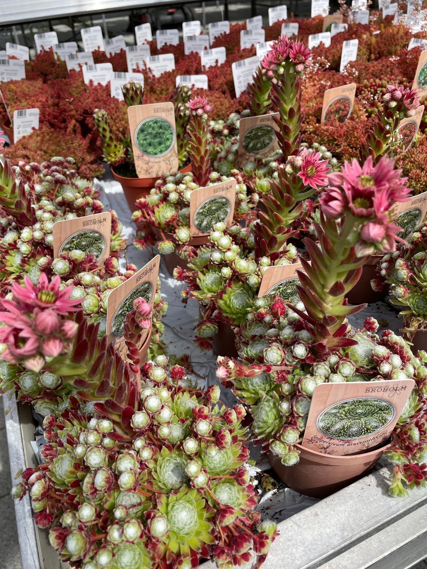 Bilde av Sempervivum arachnoideum-Spanne Plantesalg