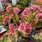 Bilde av Sempervivum arachnoideum-Spanne Plantesalg